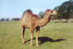 Dromedary Camel